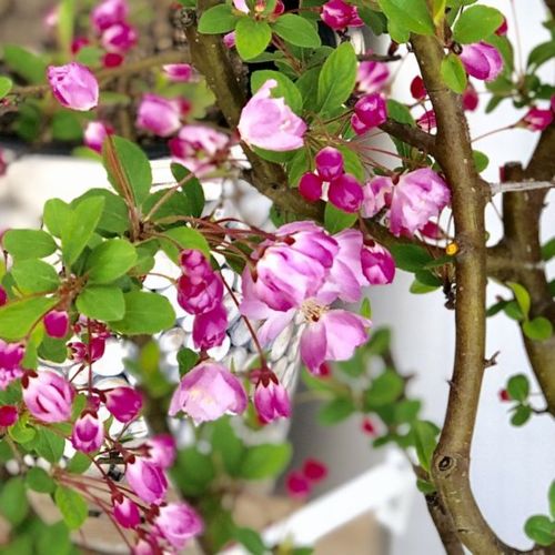 楽天市場 庭木 植木苗 鉢植え 海棠桜 ハナカイドウ 花海棠 樹高 現品選べます 大型佐川急便配送 遊恵盆栽 楽天市場店