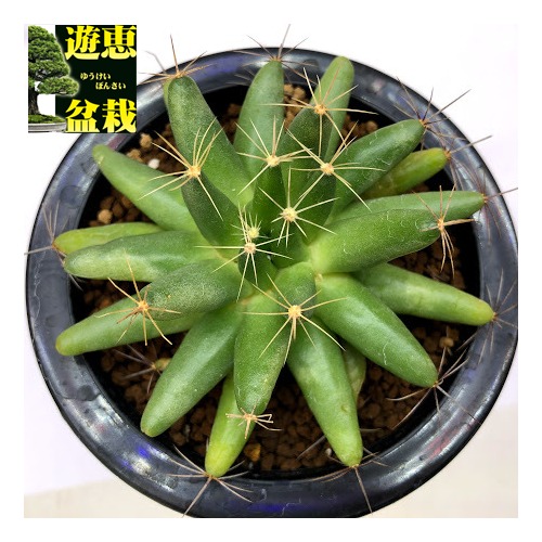 楽天市場】サボテン：テフロカクタス モリネンシス 妖鬼殿*全幅9cm