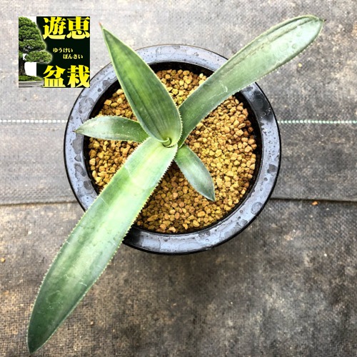 楽天市場】多肉植物：アガベ メリコ 王妃吉祥天*幅10cm : 遊恵盆栽