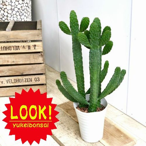 おしゃれ サボテン 観葉植物 うちわサボテン スミエボシ 墨烏帽子 7号 バークチップ Educaps Com Br