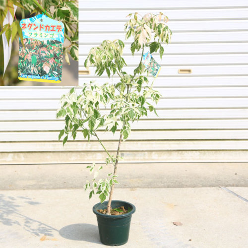 送料無料！庭木・植木・苗：ネグンドカエデ*（フラミンゴ）or(ケリーズコールド)or(オーレア)　品種をお選びください！　樹高80ｃｍ程度　楓　トネリコバノカエデ