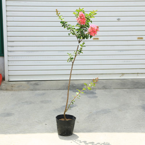 楽天市場 庭木 植木 苗 サルスベリ さるすべり 百日紅 品種をお選びください 樹高100ｃｍ程度 遊恵盆栽 楽天市場店