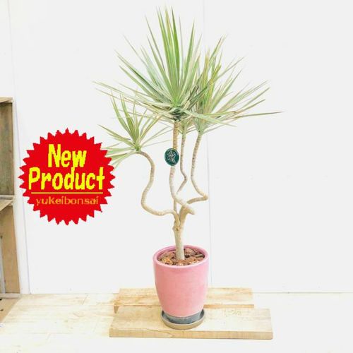 観葉植物 ドラセナ コンシンネ トリカラー龍 鉢植え 受皿 大型佐川便配送 遊恵盆栽 店