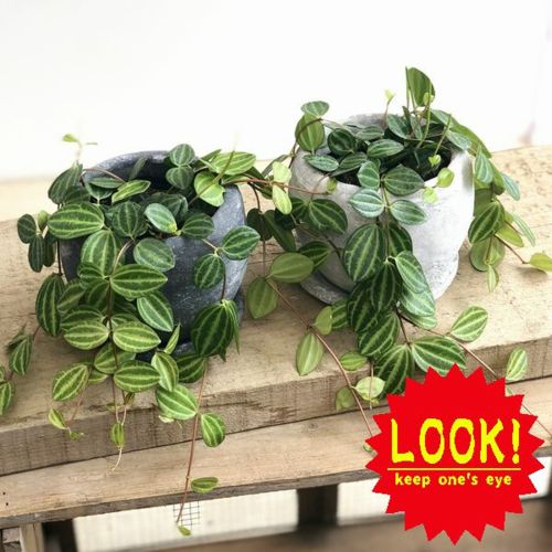 楽天市場 観葉植物 ペペロミア ビートル ロゼッタボウル 受皿付 遊恵盆栽 楽天市場店