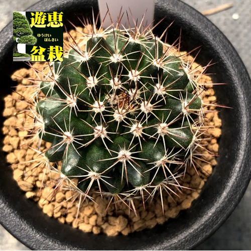 楽天市場】サボテン：ウィギンシア 地久丸*幅4cm ☆赤松実生