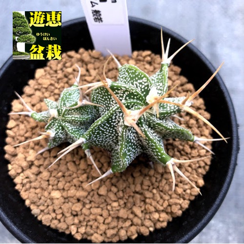 楽天市場 サボテン アストロフィツム 般若 2個入り 幅5 5ｃｍ 遊恵盆栽 楽天市場店