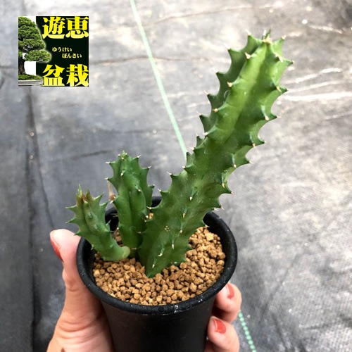 楽天市場】多肉植物：ガガイモ フェルニア ヒスロピー*幅2cm : 遊恵盆栽 楽天市場店