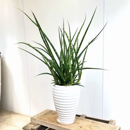 楽天市場 観葉植物 サンスベリア ファーンウッド 2 受皿付 遊恵盆栽 楽天市場店