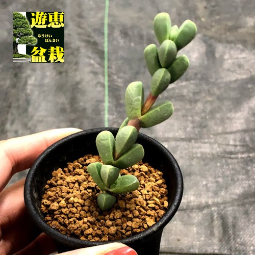 楽天市場 多肉植物 デロスペルマ レーマニー 夕波 S 幅3cm 遊恵盆栽 楽天市場店