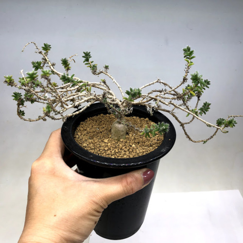 楽天市場 多肉植物 トリコディアデマ 姫紅小松 幅22cm 遊恵盆栽 楽天市場店