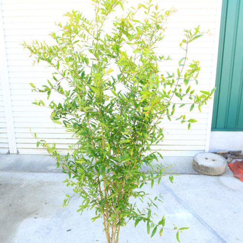 楽天市場 庭木 植木 大実ザクロ カリフォルニアザクロ 柘榴 樹高 150ｃｍ 佐川急便発送 樹形が美しい株が入荷しました 遊恵盆栽 楽天市場店