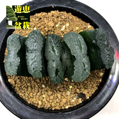 現品 一品限り Truncata 花 観葉植物 多肉植物 ハオルチア 多肉植物 ハオルチア Haworthia 半野氏緑島 幅6 5cm 現品 一品限り 花 ガーデン Diy 玉扇