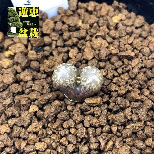 楽天市場】多肉植物：ペラルゴニウム コルツシフォリウム*幹幅1.5cm