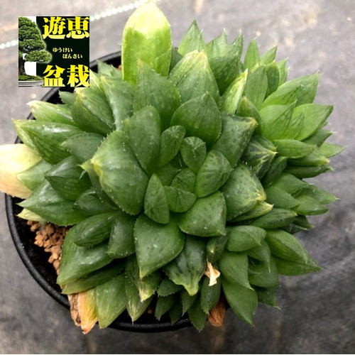 多肉植物 ハオルチア シンビフォルミスシステム 群生 レンジ9cm Hotjobsafrica Org