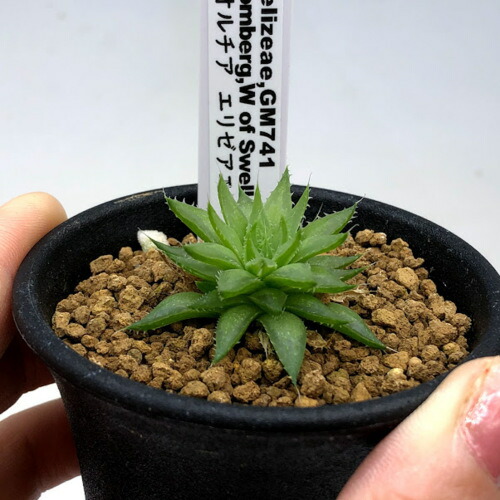 多肉植物 ハオルチア エリゼアエ 圏4cm Foxunivers Com