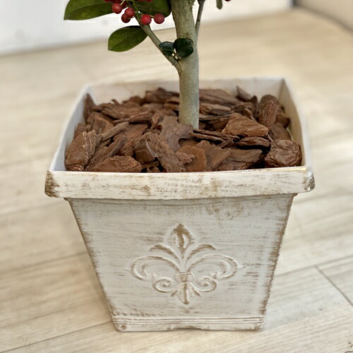 楽天市場 観葉植物 花木 クリスマスホーリー 鉢植え チャイニーズホーリー 西洋ヒイラギ バークチップ 遊恵盆栽 楽天市場店