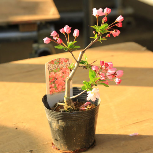 楽天市場 苗 花かいどう 花海棠 垂糸海棠 遊恵盆栽 楽天市場店