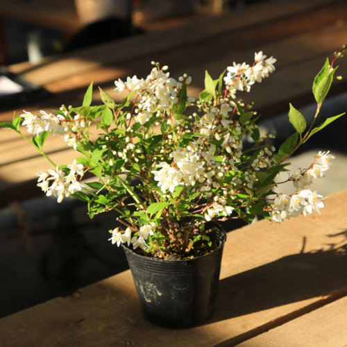 楽天市場 苗 姫うつぎ 姫ウツギ 遊恵盆栽 楽天市場店