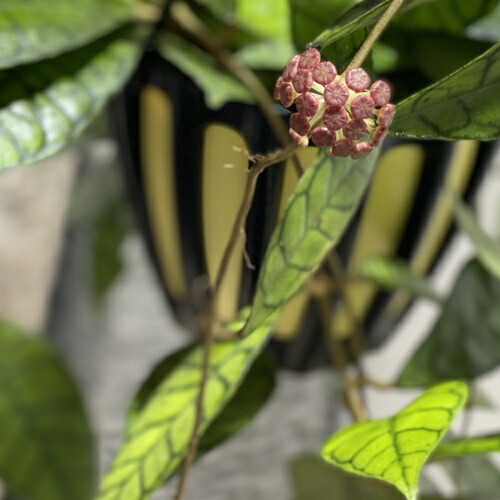 楽天市場 観葉植物 多肉植物 ホヤ カリストフィラ 吊り鉢 遊恵盆栽 楽天市場店