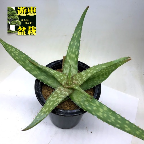 楽天市場 多肉植物 アロエ シンカターナ 幅31ｃｍ 現品 一品限り 遊恵盆栽 楽天市場店