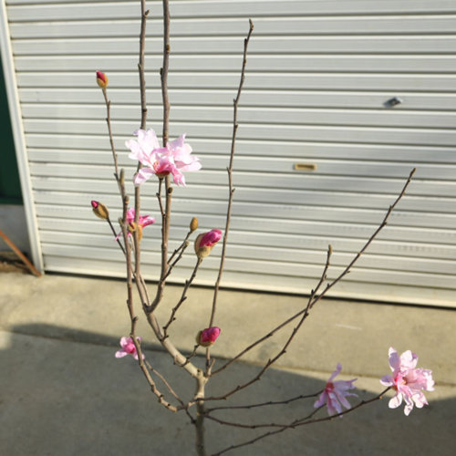 人気no 1 送料無料 庭木 姫こぶし 桃花 姫コブシ 樹高 約150ｃｍ 全高 約160ｃｍ 佐川大型商品発送 低木 Carnespremiumxo Com