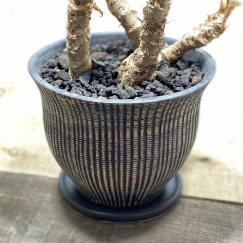 楽天市場 観葉植物 さくらベゴニア 鉢植え 受皿付 桜ベゴニア サクラベゴニア 遊恵盆栽 楽天市場店