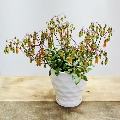 楽天市場 観葉植物 カランコエ テッサ 陶器鉢 受皿付 お花終わりました 遊恵盆栽 楽天市場店