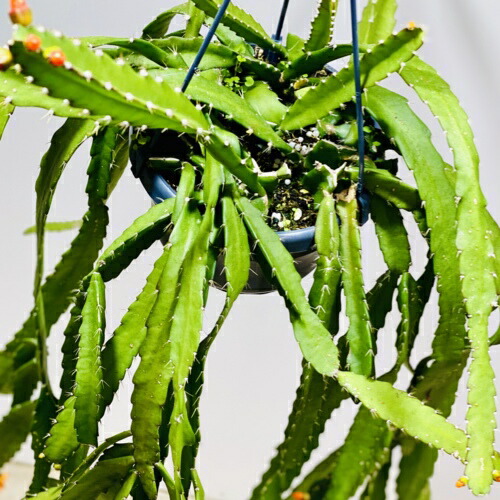 おしゃれ 観葉植物 リプサリス モナカンタ 吊り鉢花 ガーデン Diy 盆栽 五葉松おしゃれ 観葉植物 リプサリス モナカンタ 吊り鉢 遊恵盆栽 店 史上最も激安