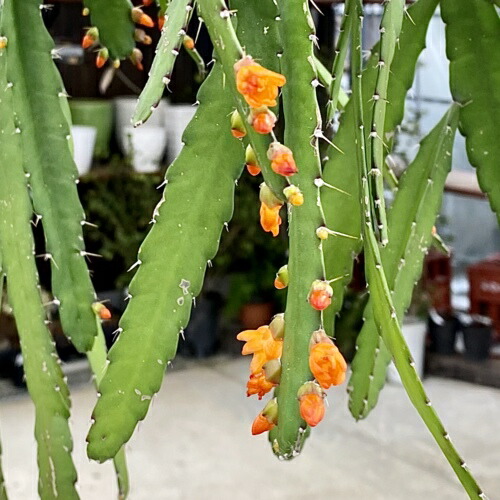 おしゃれ 観葉植物 リプサリス モナカンタ 吊り鉢花 ガーデン Diy 盆栽 五葉松おしゃれ 観葉植物 リプサリス モナカンタ 吊り鉢 遊恵盆栽 店 史上最も激安 おしゃれ 観葉植物 リプサリス モナカンタ 吊り鉢花 ガーデン Diy 盆栽 五葉松おしゃれ 観葉植物 リプサリス モナカンタ 吊り鉢 遊恵盆栽 店 史上最も激安
