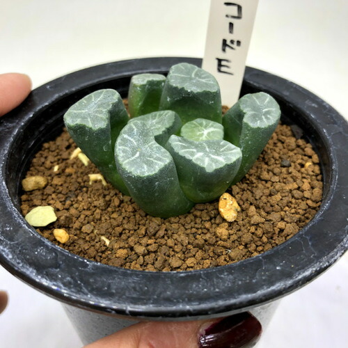 多肉植物 ハオルチア 万象 コード 幅6 現品 一品限り Prescriptionpillsonline Is