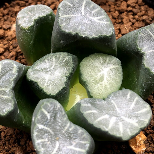 多肉植物 ハオルチア 万象 コード 幅6 現品 一品限り Prescriptionpillsonline Is