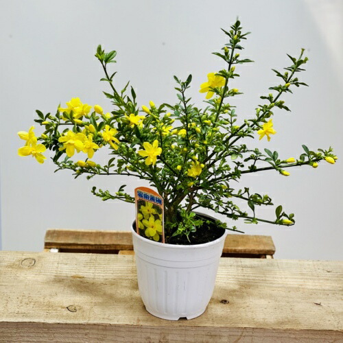 楽天市場 花苗 雲南黄梅 ウンナンオウバイ オウバイモドキ ウンナンソケイ 4 5号 遊恵盆栽 楽天市場店