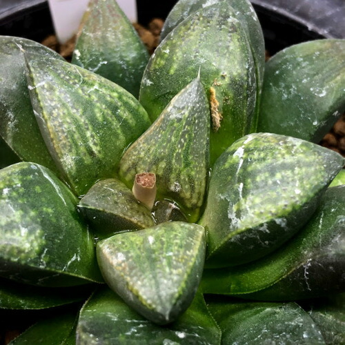 多肉植物 ハオルチア 黒ガルソン土地苗字実生 領域9cm 現貫禄 一品限度 Hotjobsafrica Org