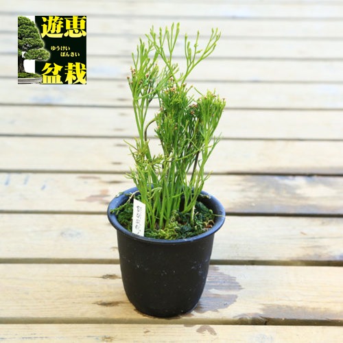 楽天市場】【現品販売】松葉蘭 青龍角 3.5号観音鉢 マツバラン 古典