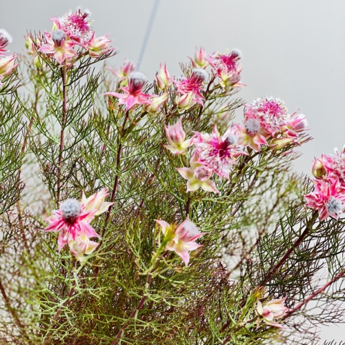 おしゃれ 希少品種 けやき 観葉植物 花 観葉植物 オーストラリアンプランツ ジョーイセルリア カルメン 梅もどき 7号 遊恵盆栽 店花付きが良い