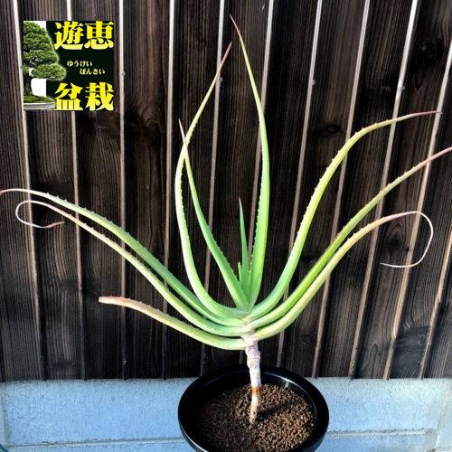 楽天市場】多肉植物：アロエ バンバレニー*幅50cm : 遊恵盆栽 楽天市場店