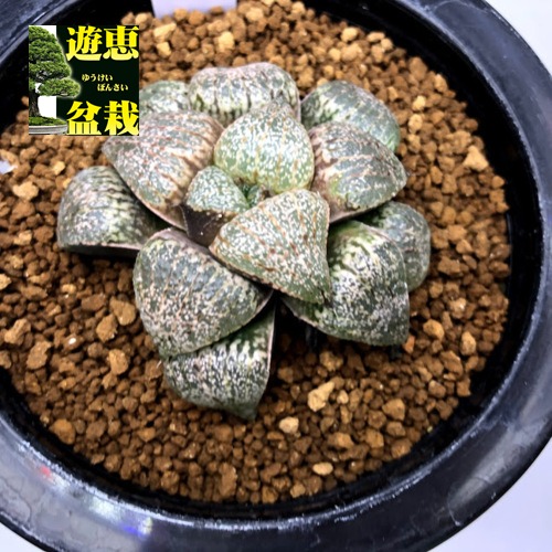 多肉植物 ハオルチア ピクタ 浅井苗字 範囲6 現品物 壱品境界線 Hotjobsafrica Org