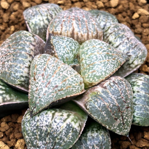 多肉植物 ハオルチア ピクタ 浅井苗字 範囲6 現品物 壱品境界線 Hotjobsafrica Org