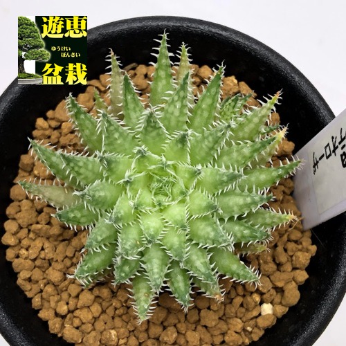 楽天市場】多肉植物：ハオルチア 白うさぎ*幅5ｃｍ : 遊恵盆栽 楽天市場店