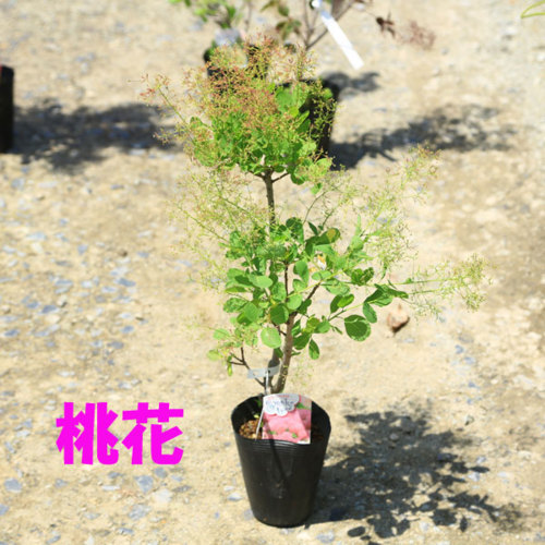 楽天市場 庭木苗 植木苗 スモークツリー 赤花 Or 桃花 Or 白花 Or ダスキーメイデン 花色お選びください 樹高 40ｃｍ 遊恵盆栽 楽天市場店