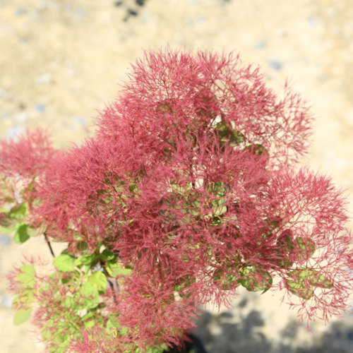 楽天市場 庭木苗 植木苗 スモークツリー 赤花 Or 桃花 Or 白花 Or ダスキーメイデン 花色お選びください 樹高 40ｃｍ 遊恵盆栽 楽天市場店