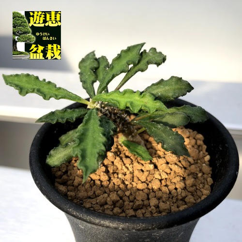 楽天市場】コーデックス：フィカス パルメリー*葉幅9cm : 遊恵盆栽