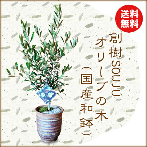 和モダン オリーブの木 国産ケンガイ小鉢 苔 寒水 観葉植物 送料無料 即日出荷可 Souju 創樹 そうじゅ おりーぶbonsai Marcsdesign Com