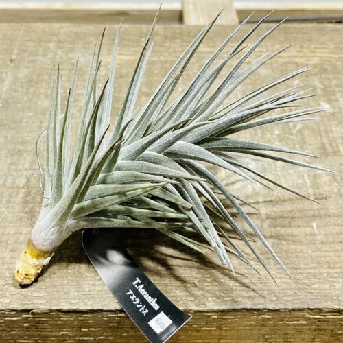 観葉植物 チランジア エアープランツ アエラントス ニグラl Korkmazmauritius Com