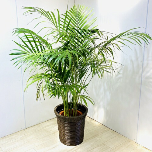 観葉植物 アレカヤシバスケット付き 大型佐川急便 遊恵盆栽観葉植物花 観葉植物店空気清浄プランツ 観葉植物 アレカヤシバスケット付き 大型佐川急便 遊恵盆栽観葉植物花 観葉植物店空気清浄プランツ