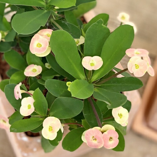 楽天市場 観葉植物 とげあり花キリン テラコッタ 遊恵盆栽 楽天市場店