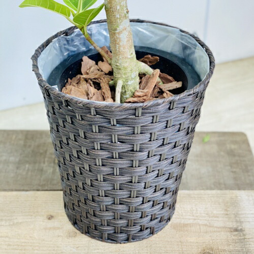 お洒落 観葉植物 フィカス アルテシーマ くぼみ覆う御付 バークチップ 大型佐川急便送達 Marchesoni Com Br