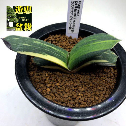 多肉植物 ガステリア 観葉植物 Pillansii 店 葉に黒い部分あり 遊恵盆栽 ピランシー錦 幅9 5cｍ 現品 一品限り Gasteria 花 観葉植物 Variegata