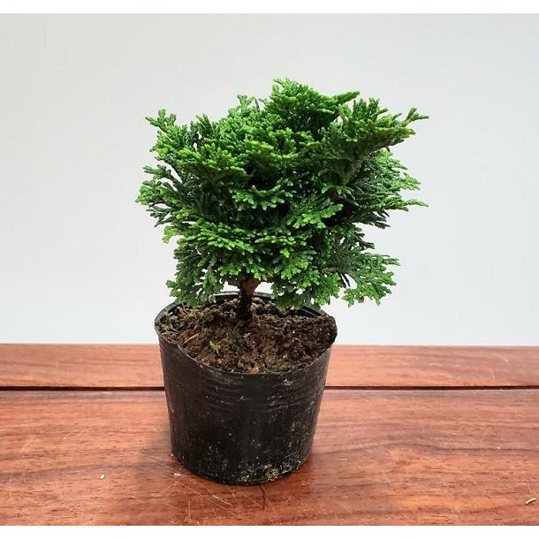 【糸魚川真柏】 値下げ交渉⭕️ 楽天市場】苗：糸魚川真柏（曲）*いといがわしんぱく シンパク : 遊恵