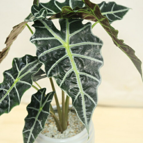 期間限定価格 観葉植物 アロカシア ポリー 陶器鉢 受皿付 白ゼオライト 人気ブランドを Southerncollegeofhealthsciences Com 期間限定価格 観葉植物 アロカシア ポリー 陶器鉢 受皿付 白ゼオライト 人気ブランドを Southerncollegeofhealthsciences Com